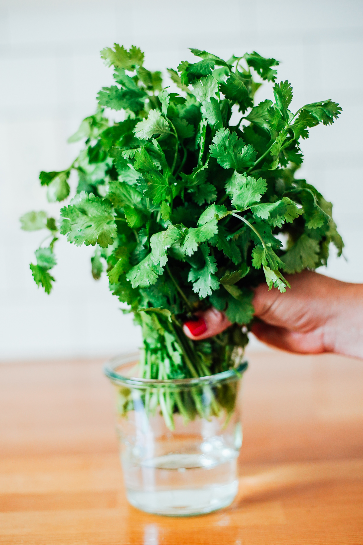 Placing cilantro in a glass of water, filled with 1 inch of fresh water.