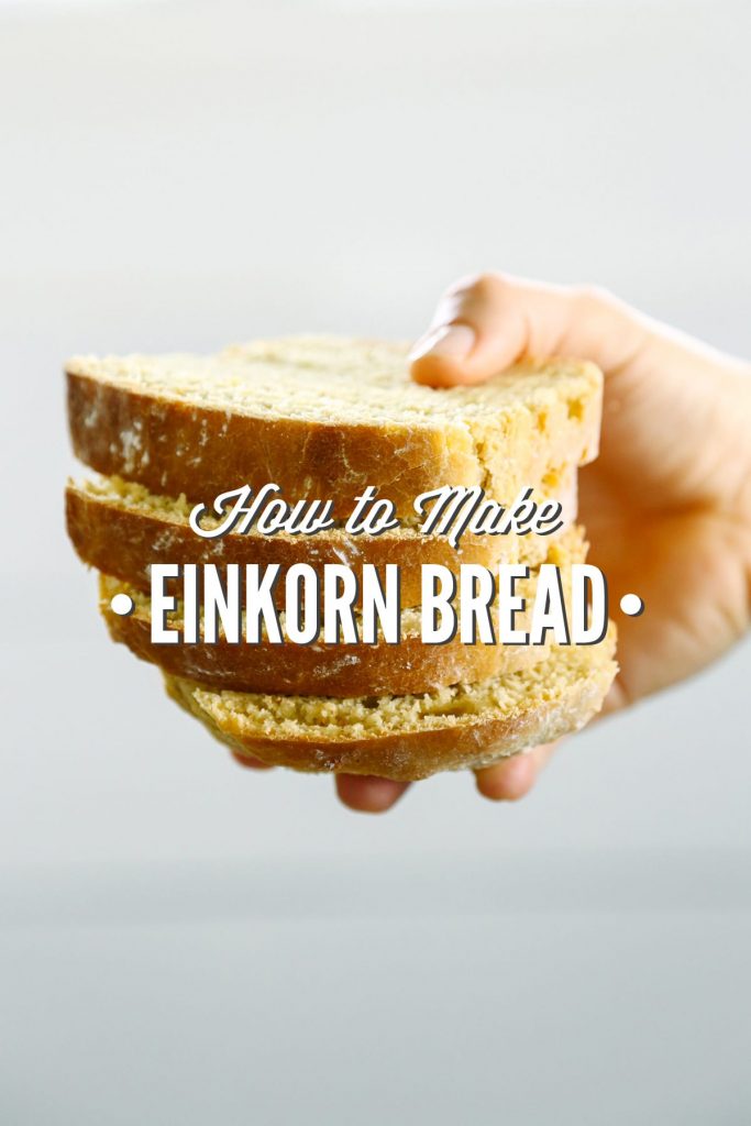 An easy homemade bread recipe using an ancient whole grain: einkorn!